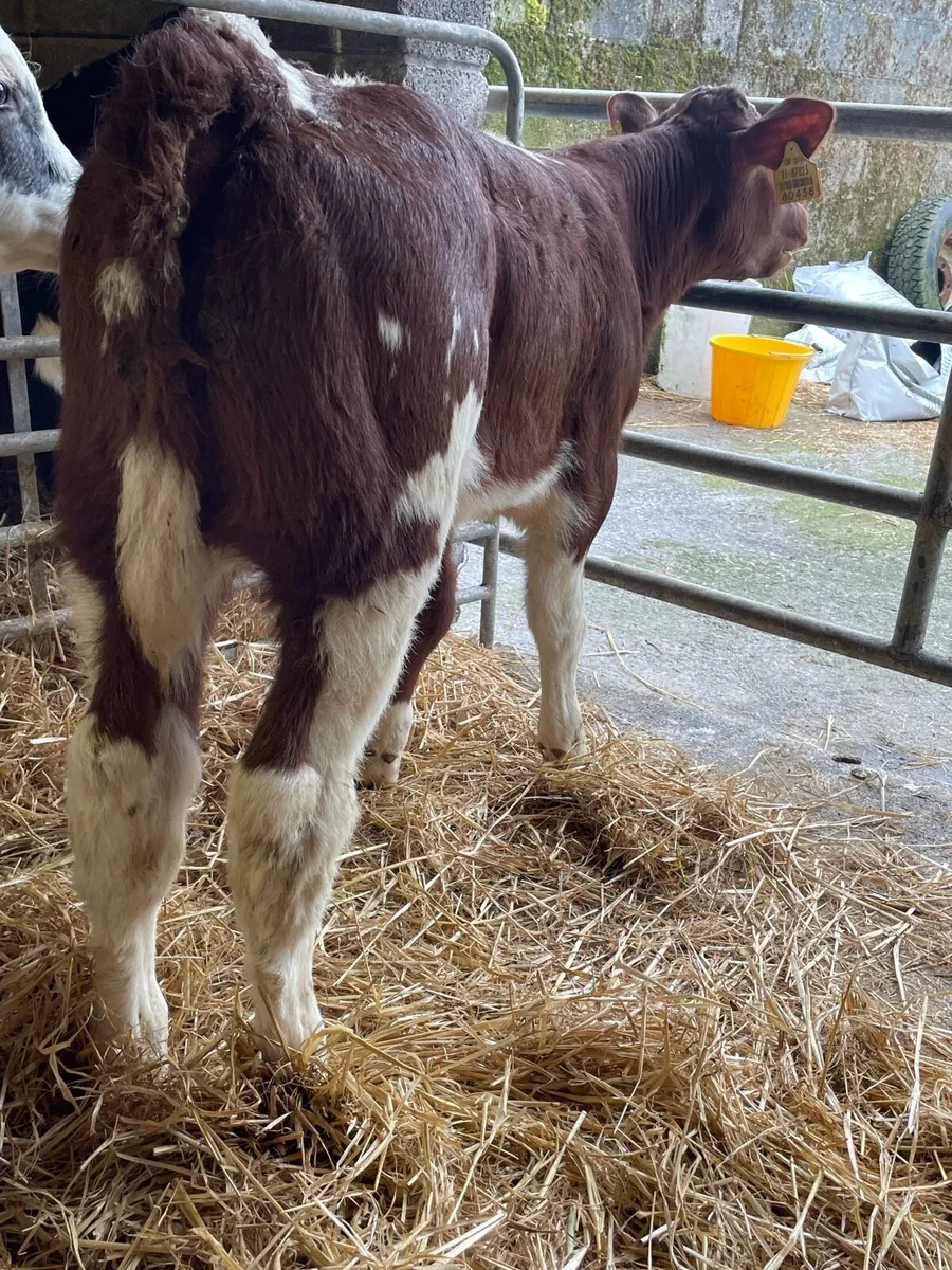 ‼️Red Belgian Blue Heifer Calf‼️ - Image 1