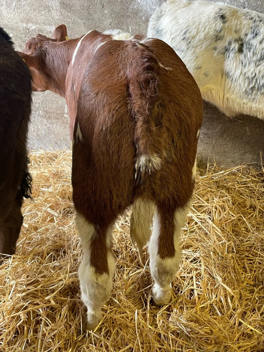 ‼️Red Belgian Blue Heifer Calf‼️ - Image 2