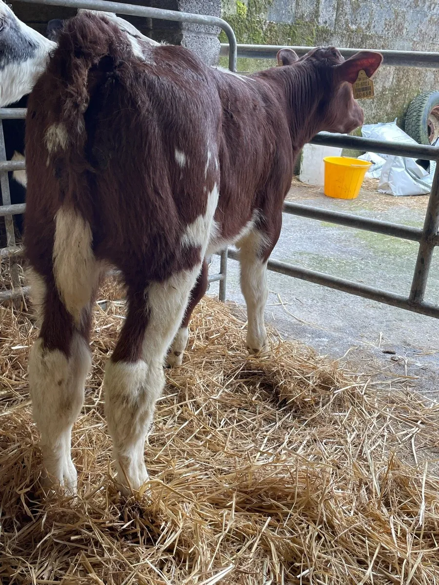 ‼️Red Belgian Blue Heifer Calf‼️ - Image 3