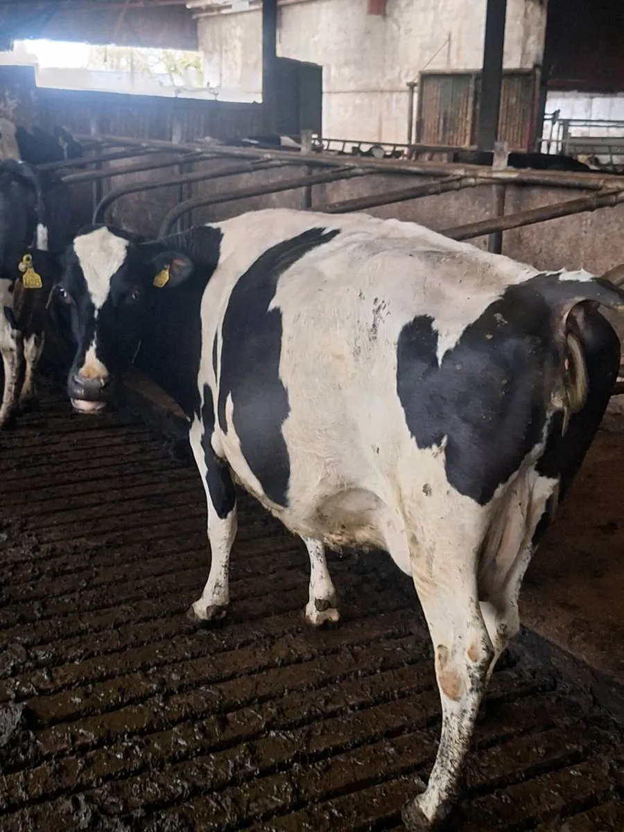 Milky April & May calvers Incalf to AI Beef - Image 1