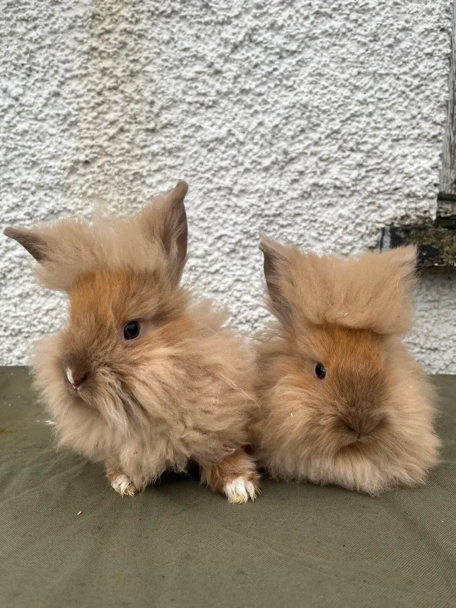 Lionhead Rabbits - Image 1