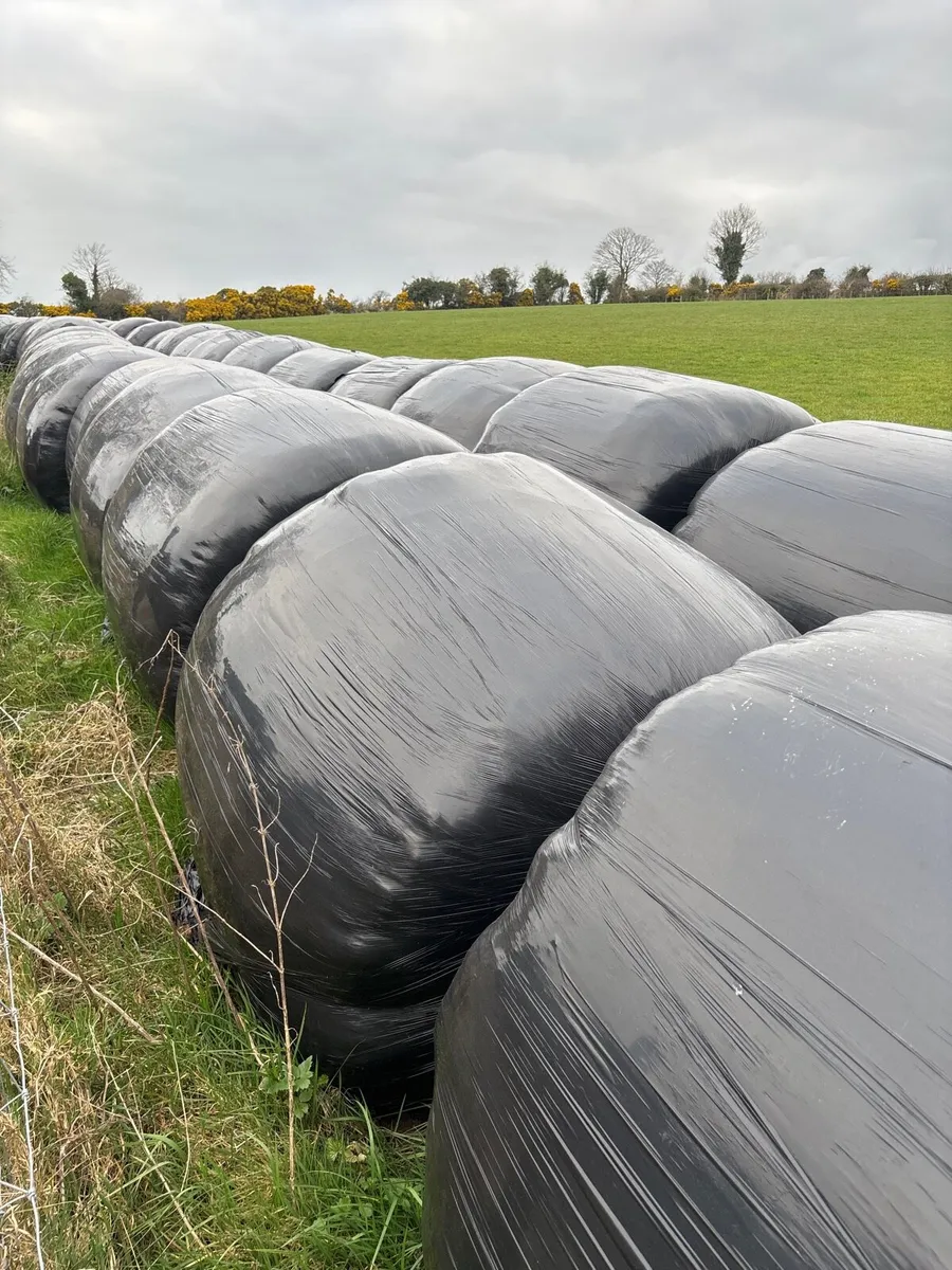 Round bales - Image 1