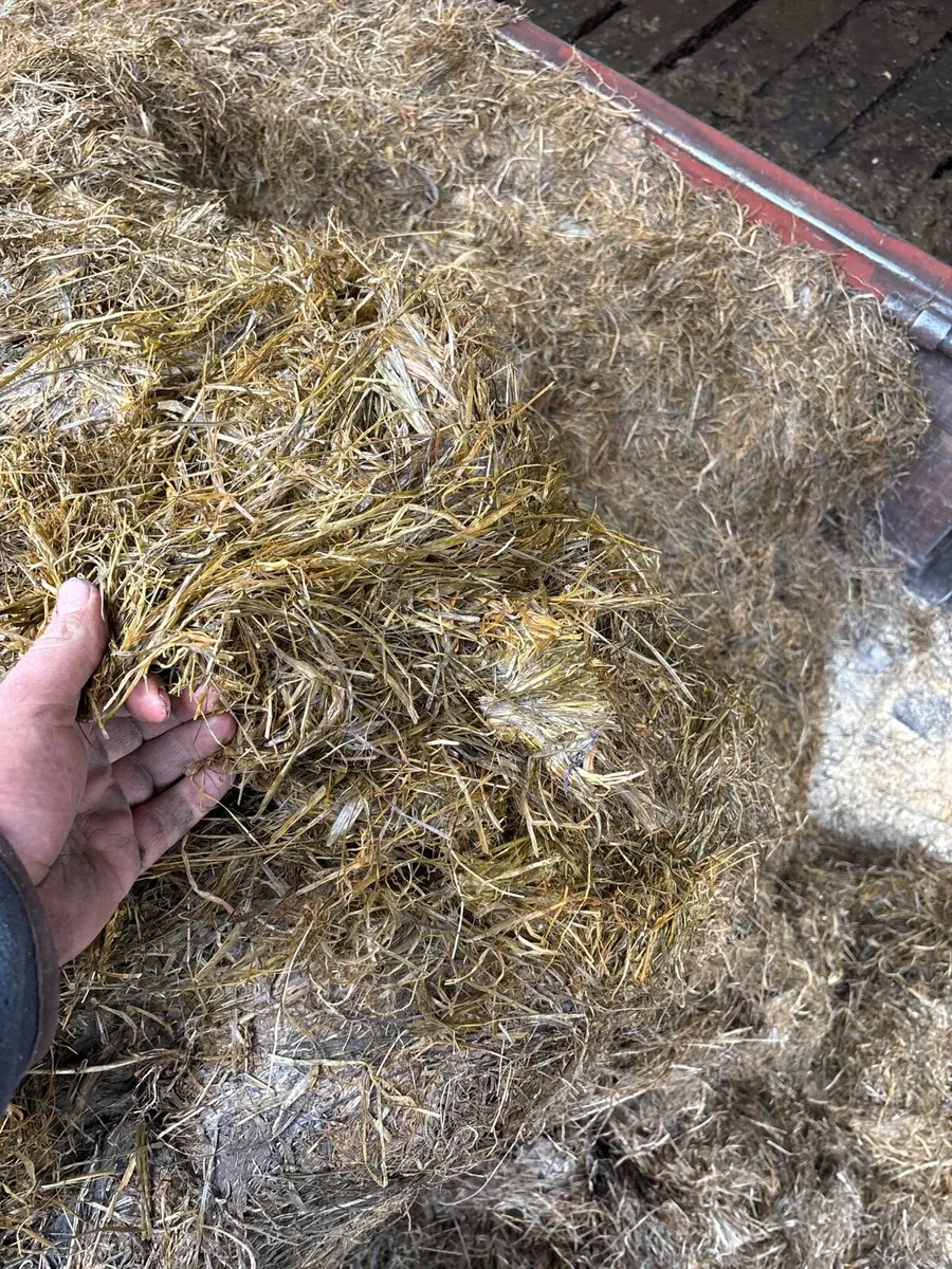 Round bales - Image 2