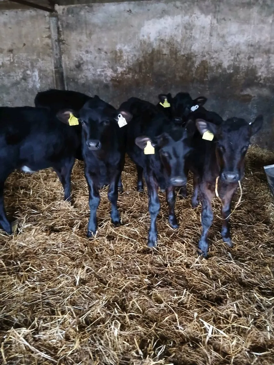Selection of reared AA Calves for sale - Image 1