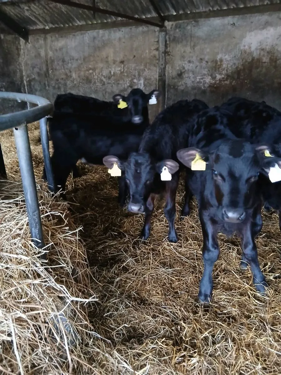 Selection of reared AA Calves for sale - Image 2