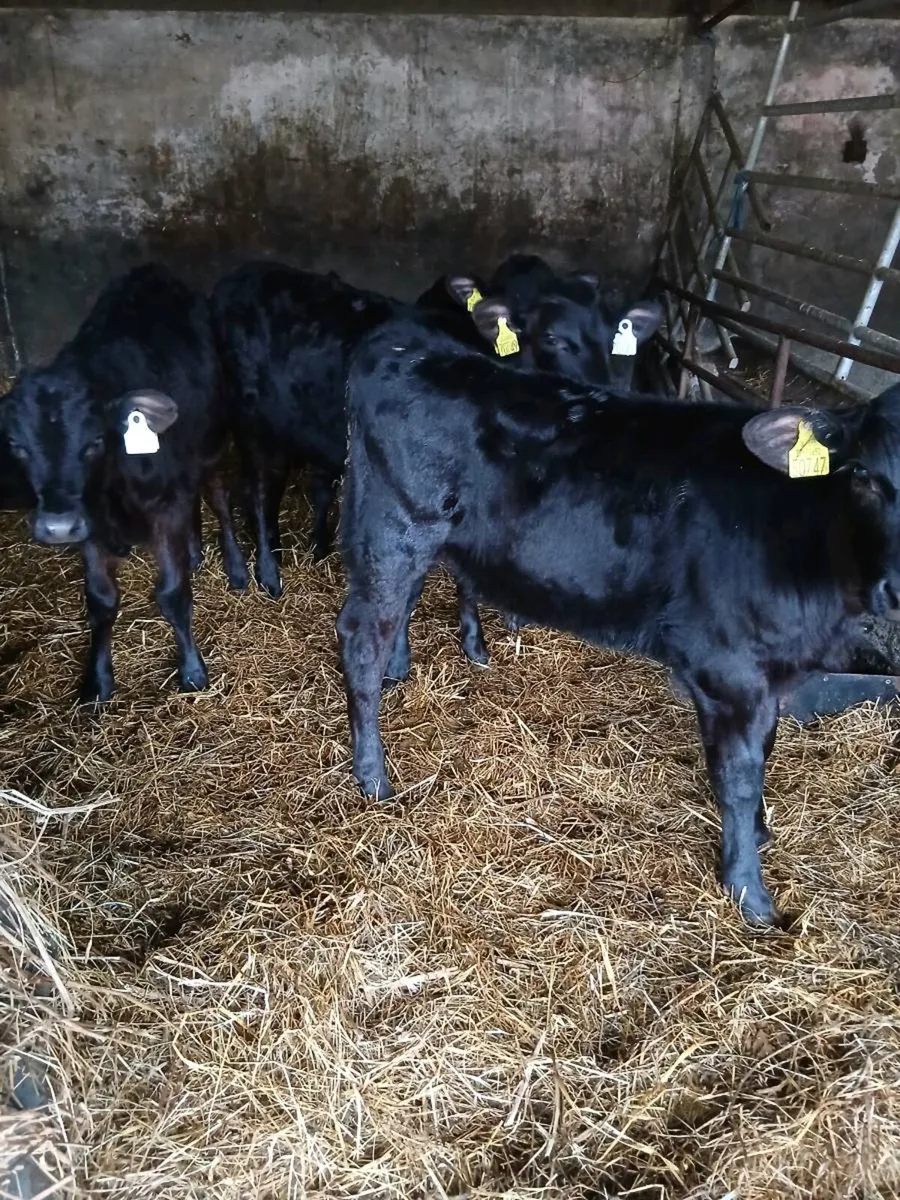 Selection of reared AA Calves for sale - Image 3