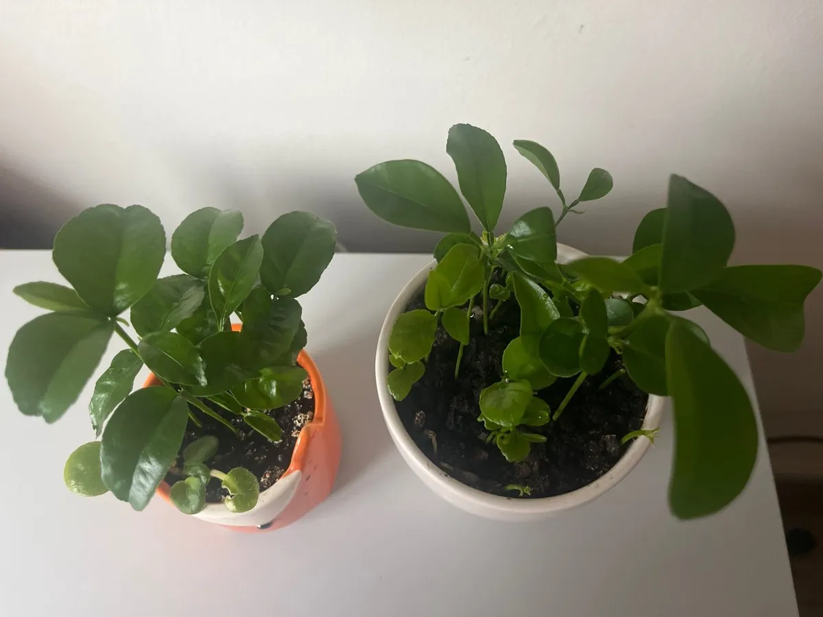 Two lemon plants - Image 1