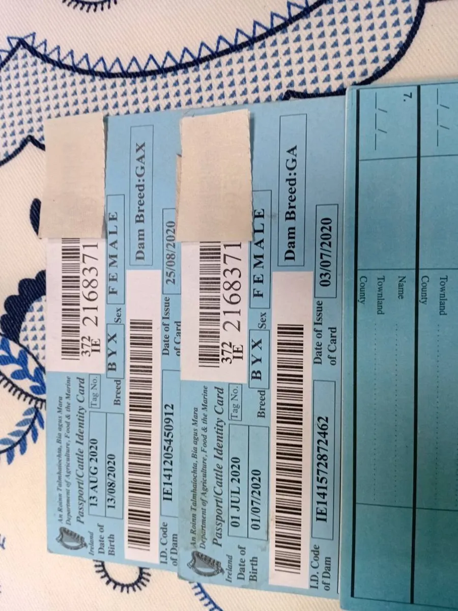 Galloway Cow - Image 1