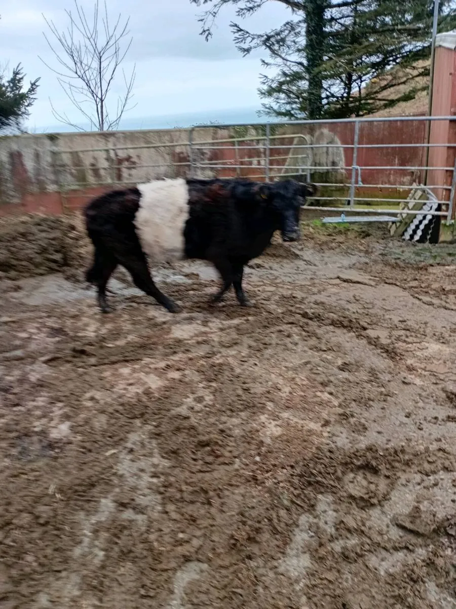 Galloway Cow - Image 2