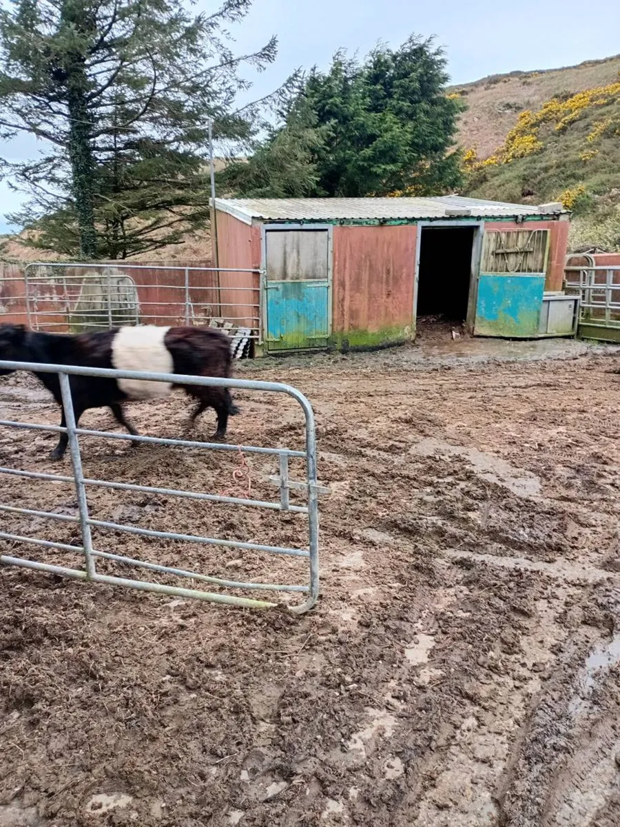 Galloway Cow - Image 3