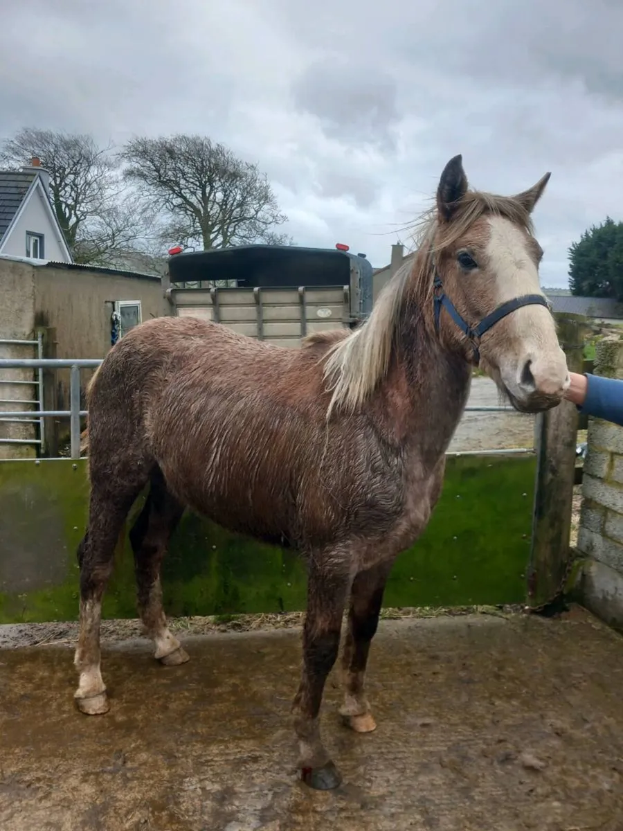 Irish Sport draft - Image 1