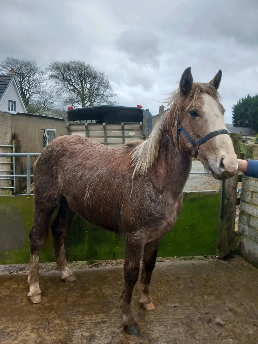 Irish Sport draft - Image 2