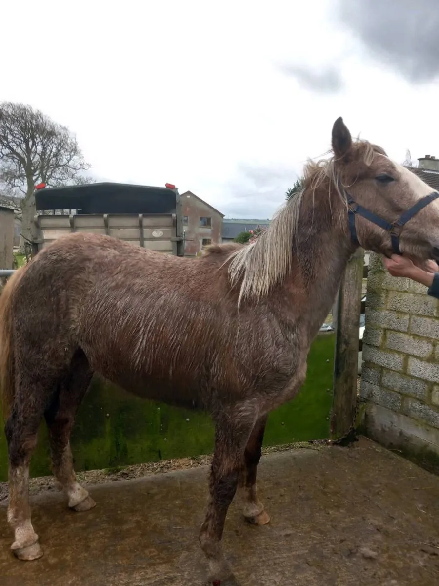 Irish Sport draft - Image 3