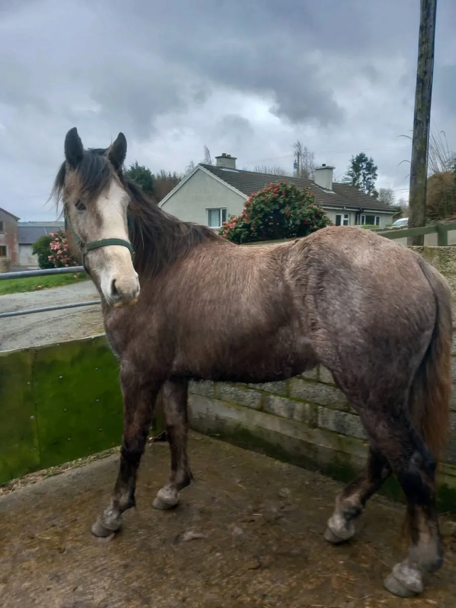 Irish Sport draft - Image 4