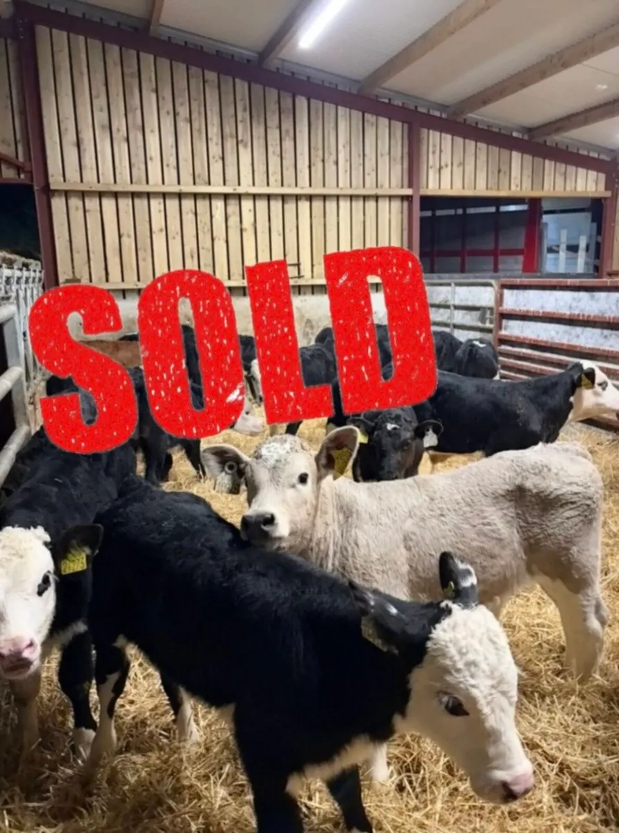 32 super 2-4 month old reared bull calves 🔥🔥 - Image 1