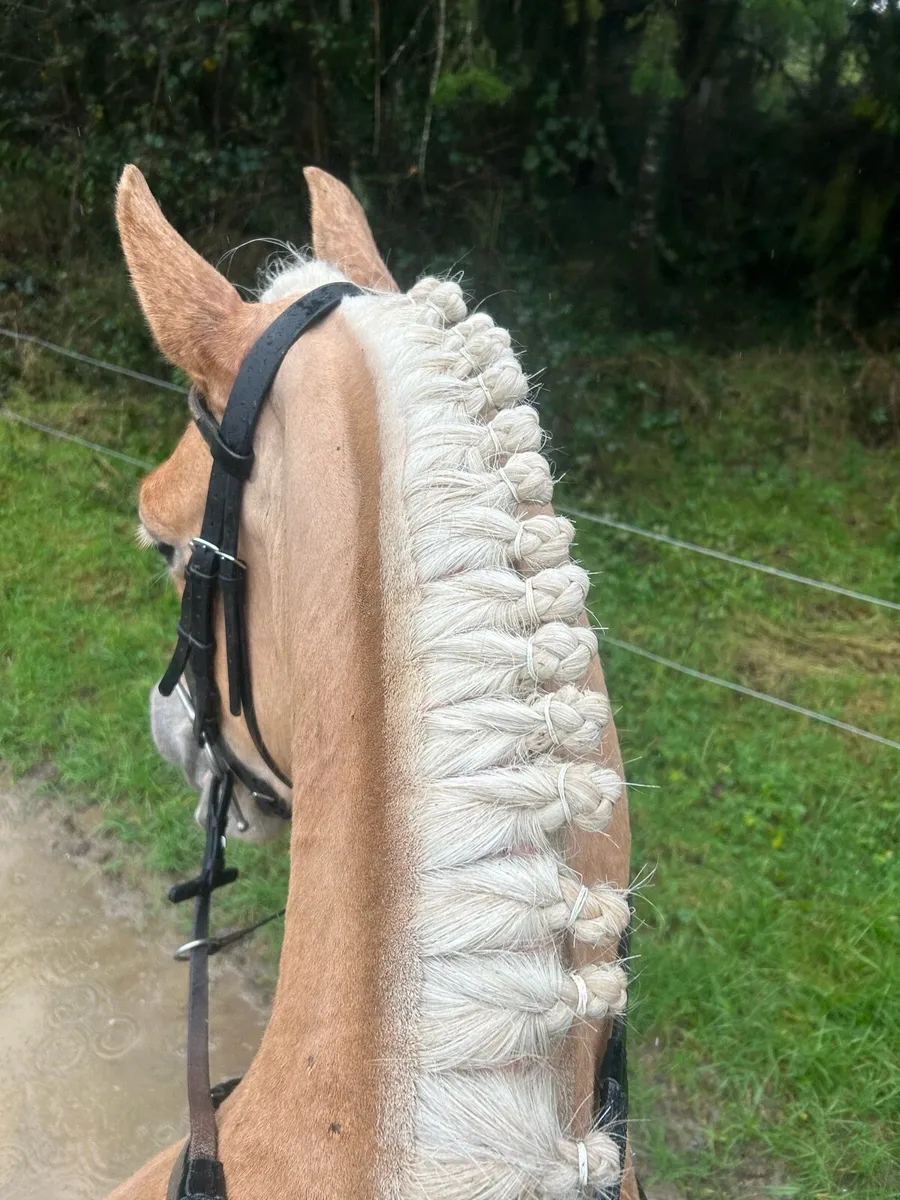 Allrounder 14.2 - Image 4