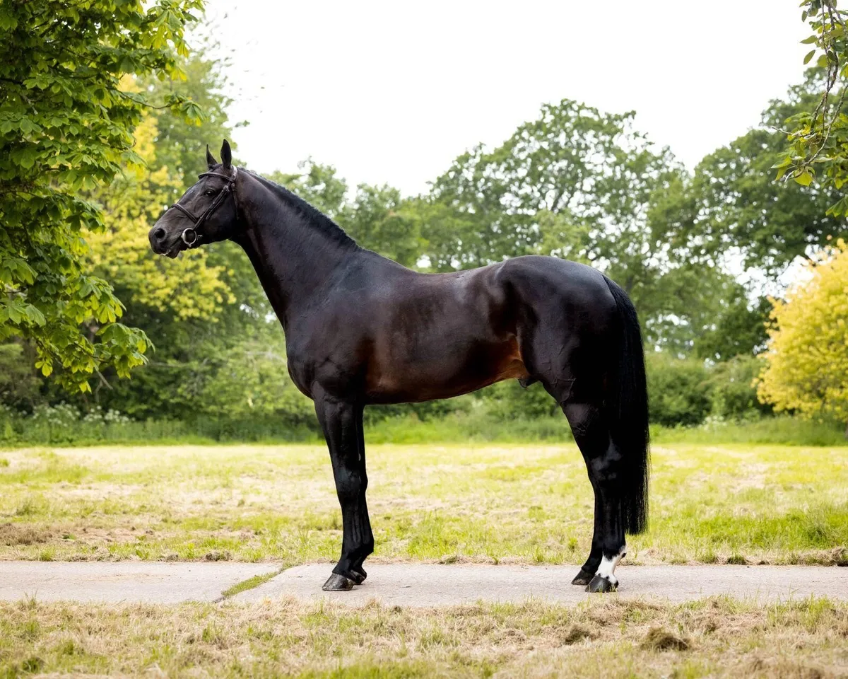 Z7 Mevano at stud - Image 1