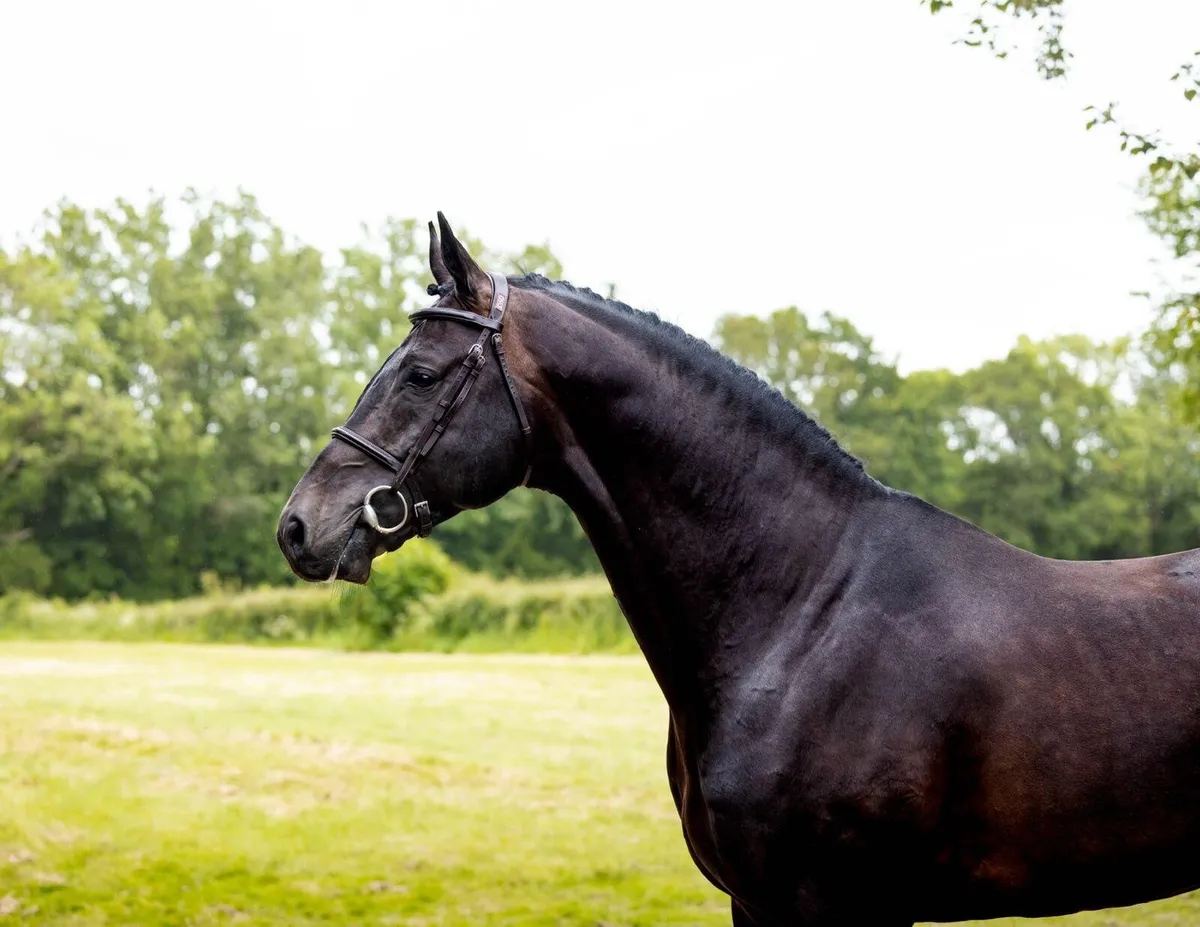 Z7 Mevano at stud - Image 4