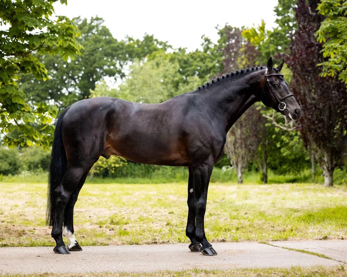 Z7 Mevano at stud - Image 4