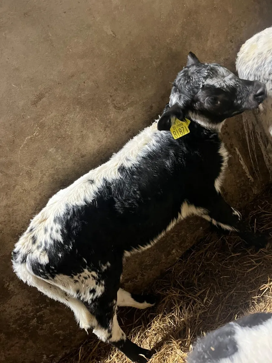 Speckled park - Image 1