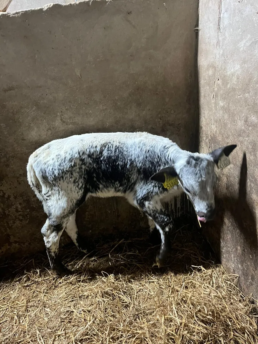 Speckled park - Image 2