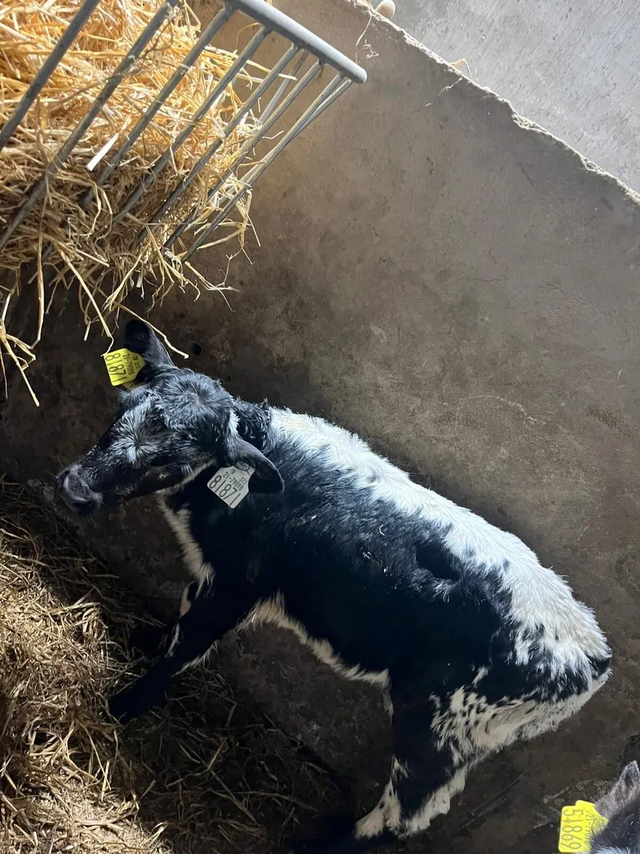 Speckled park - Image 3