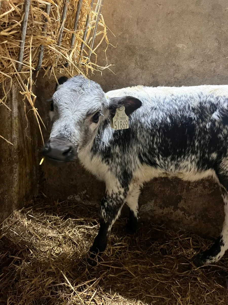 Speckled park - Image 4