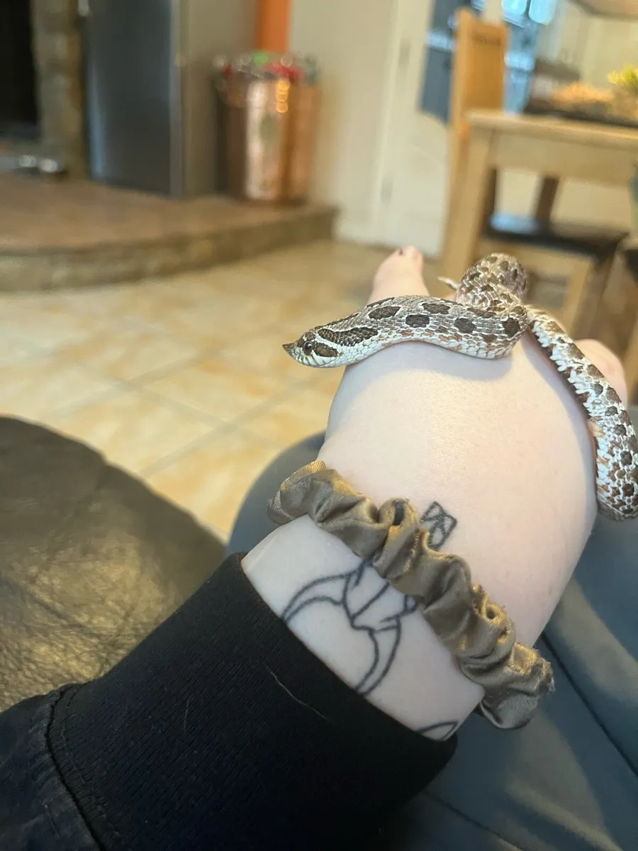 Hognose snake - Image 2