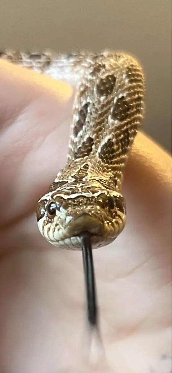 Hognose snake - Image 1