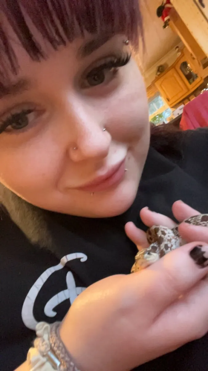 Hognose snake - Image 4