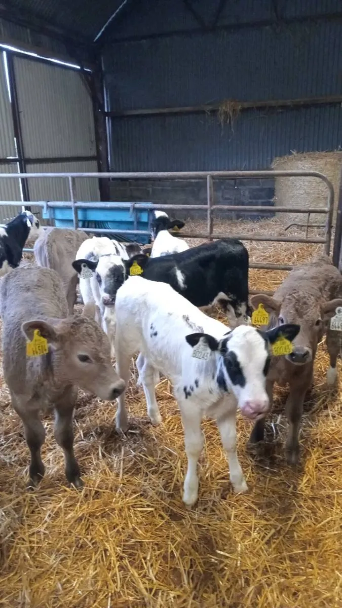 💥CHAROLAIS AND BLUE HEIFERS💥 - Image 1