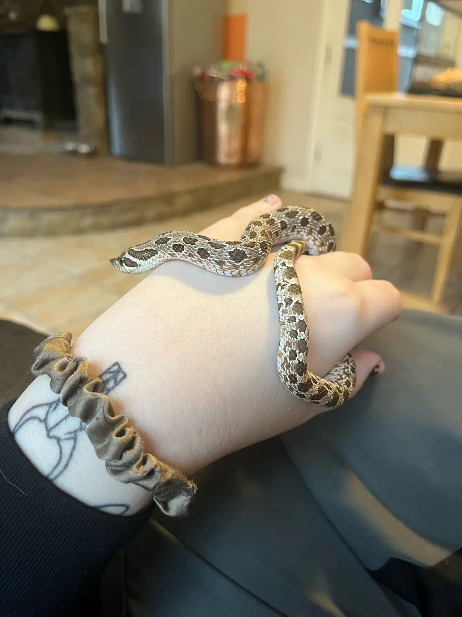 Hognose snake - Image 3
