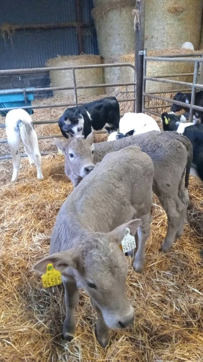 💥CHAROLAIS AND BLUE HEIFERS💥 - Image 3