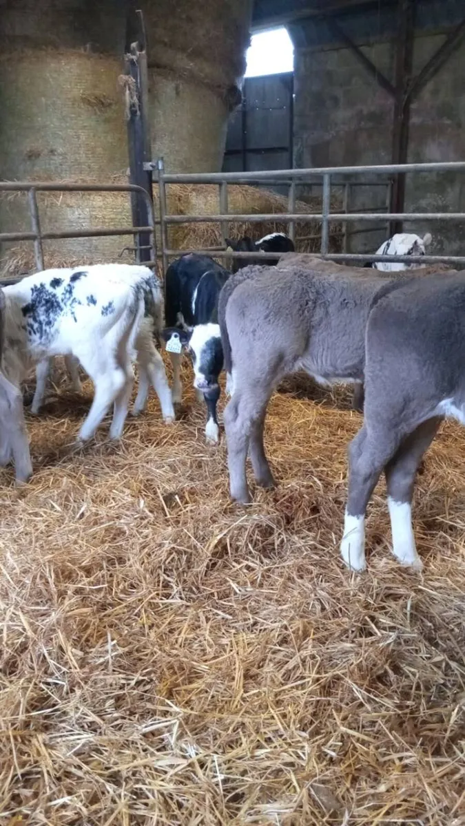 💥CHAROLAIS AND BLUE HEIFERS💥 - Image 2