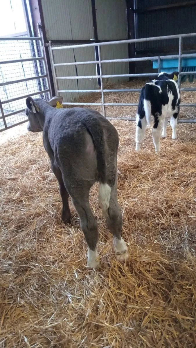 💥CHAROLAIS AND BLUE HEIFERS💥 - Image 4