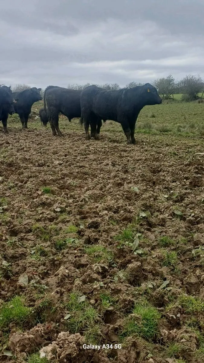 Breeding bulls - Image 2