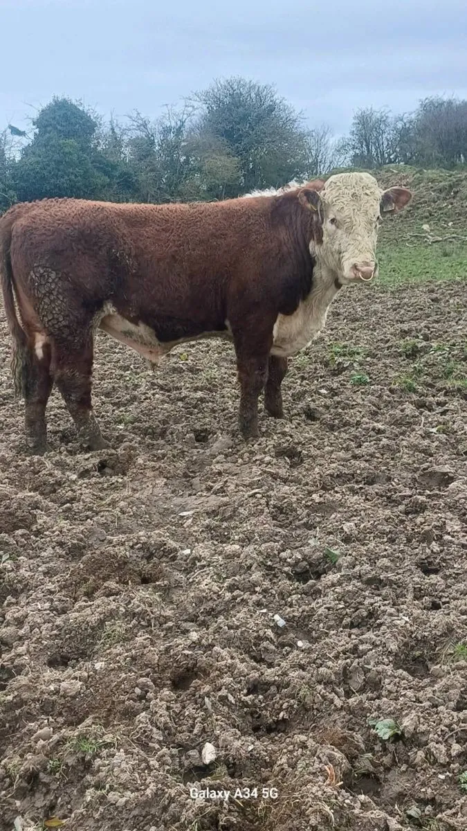 Breeding bulls - Image 3