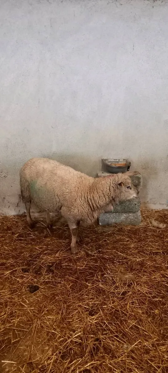 Foster Ewe - Image 2