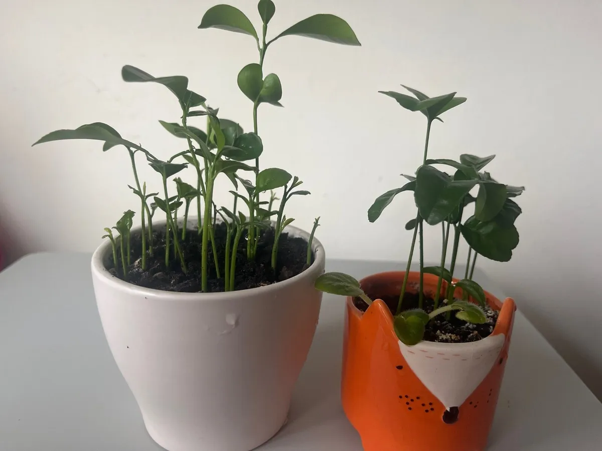 Two indoor lemon plants - Image 2