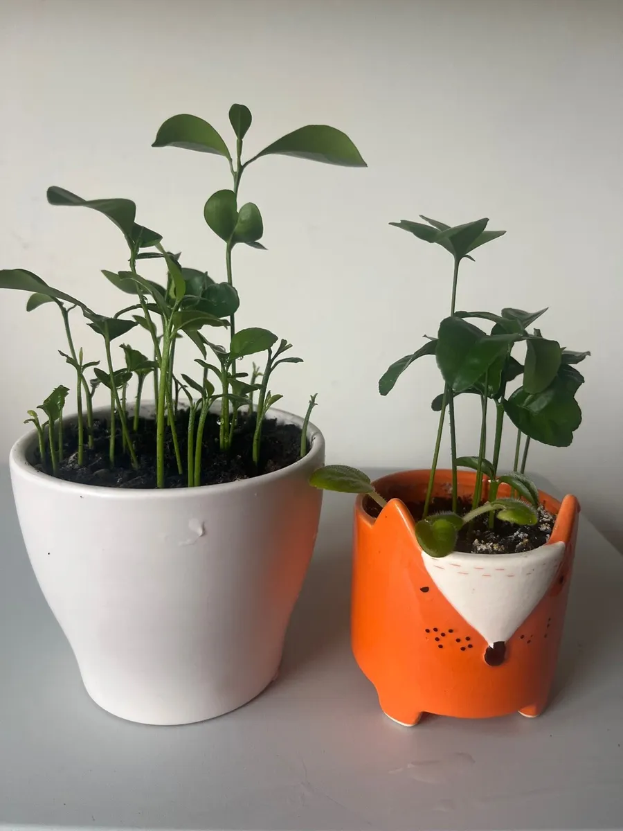 Two indoor lemon plants - Image 3
