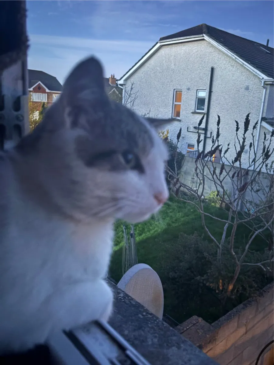 Unique Loving Cat - Zeemo - Image 2