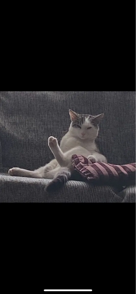 Unique Loving Cat - Zeemo - Image 3