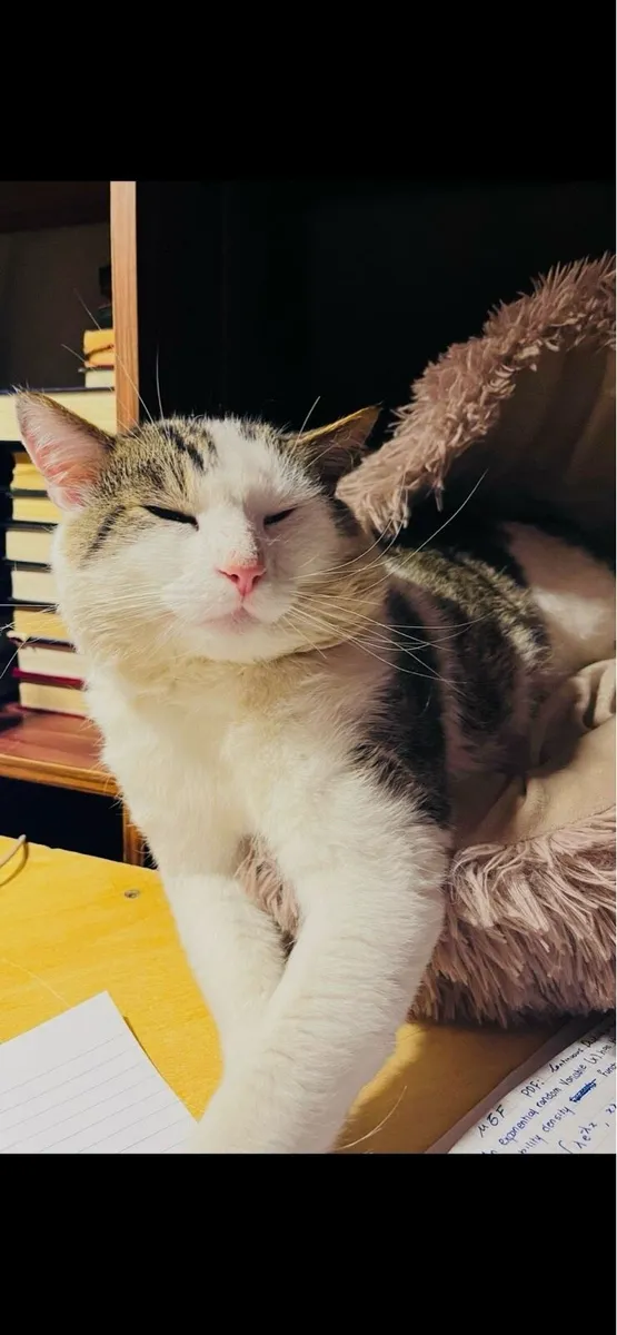 Unique Loving Cat - Zeemo - Image 4