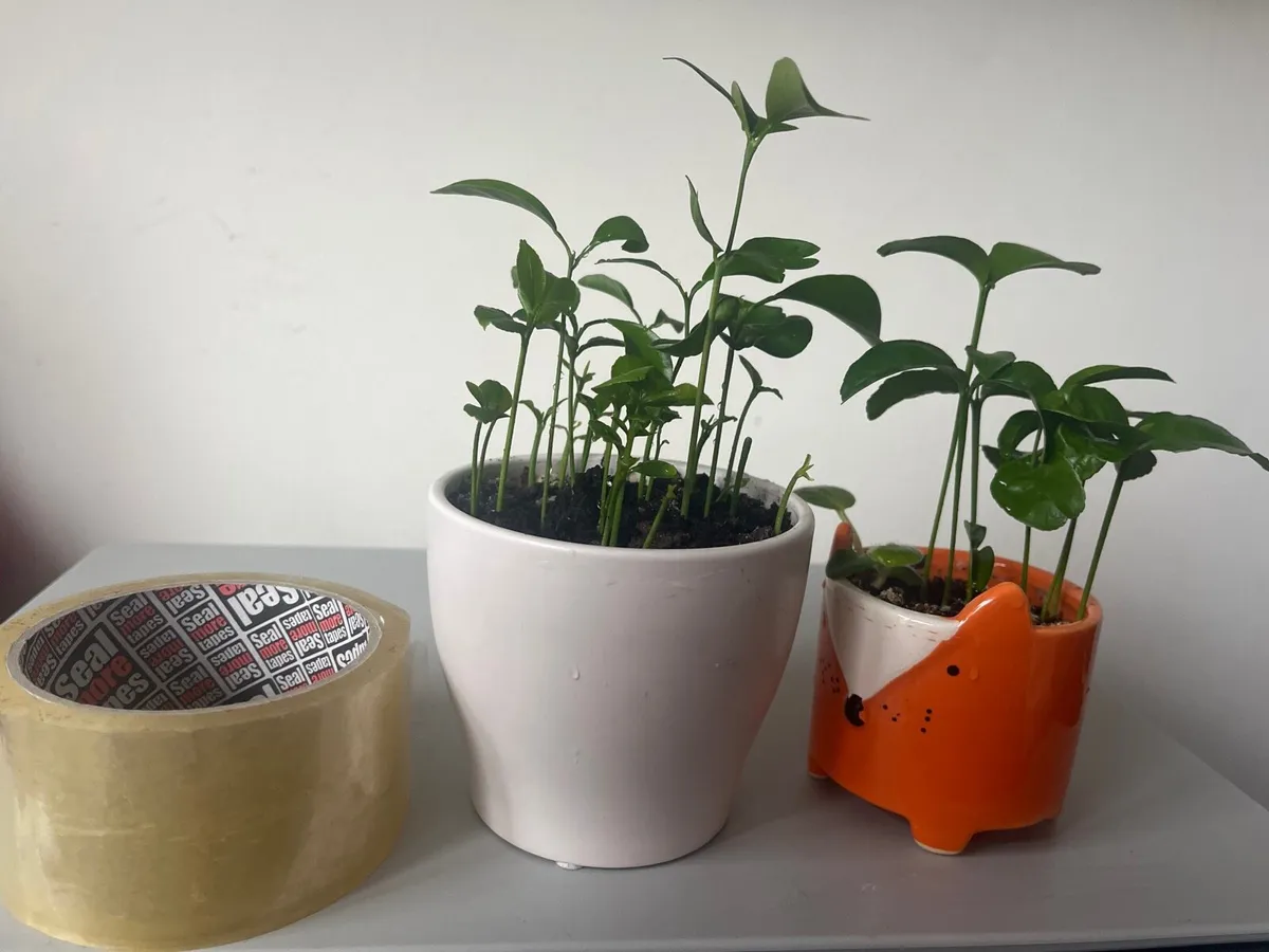 Two indoor lemon plants - Image 4