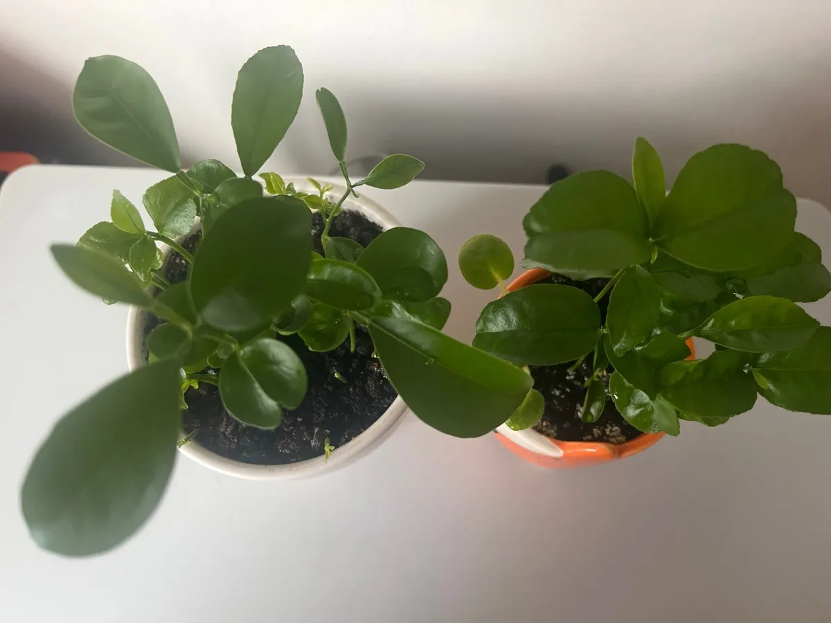 Two indoor lemon plants - Image 1