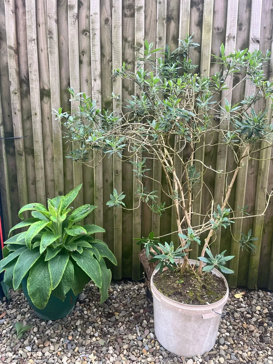 Stuff for garden - Image 1