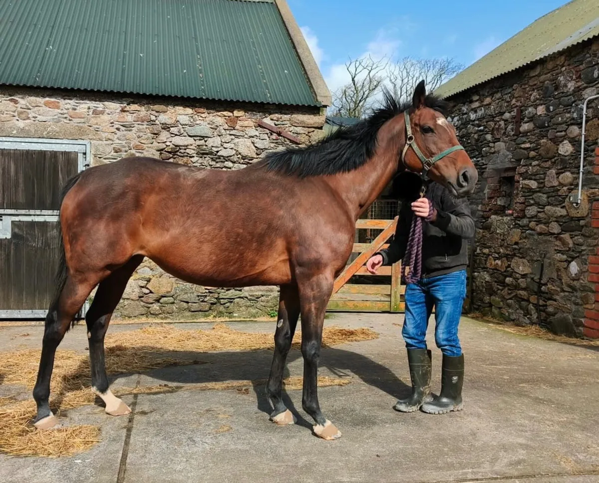 NH Broodmare & Foal for sale - Image 1