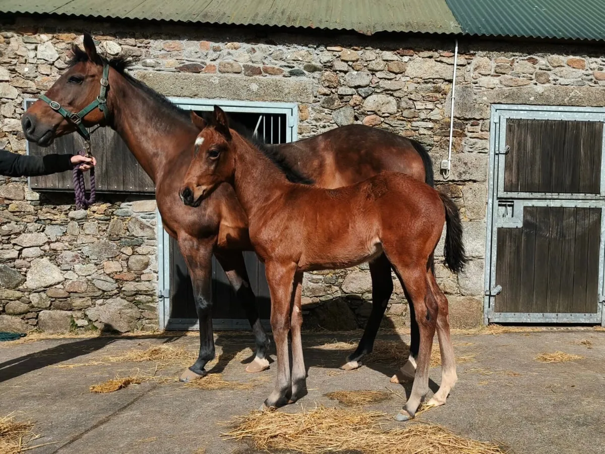 NH Broodmare & Foal for sale - Image 2