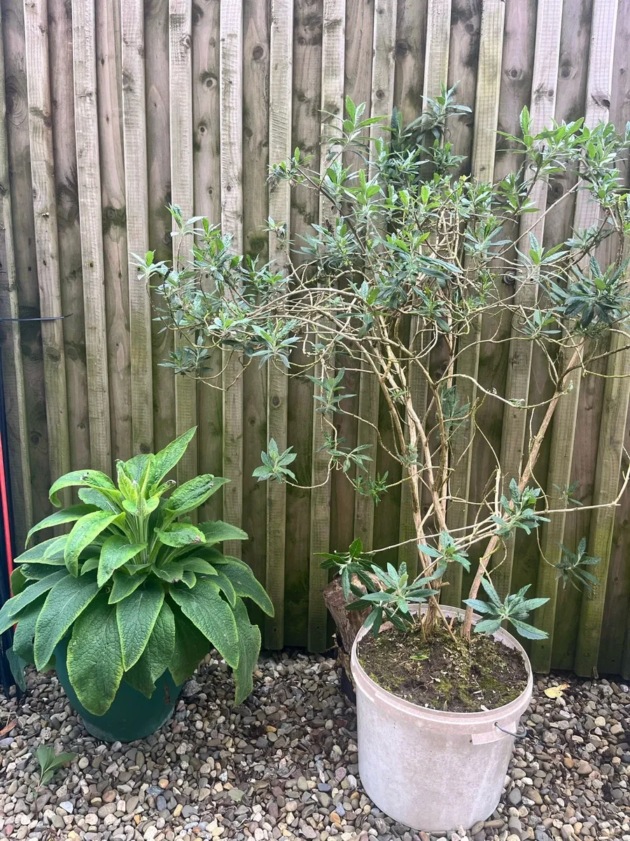 Stuff for garden - Image 4