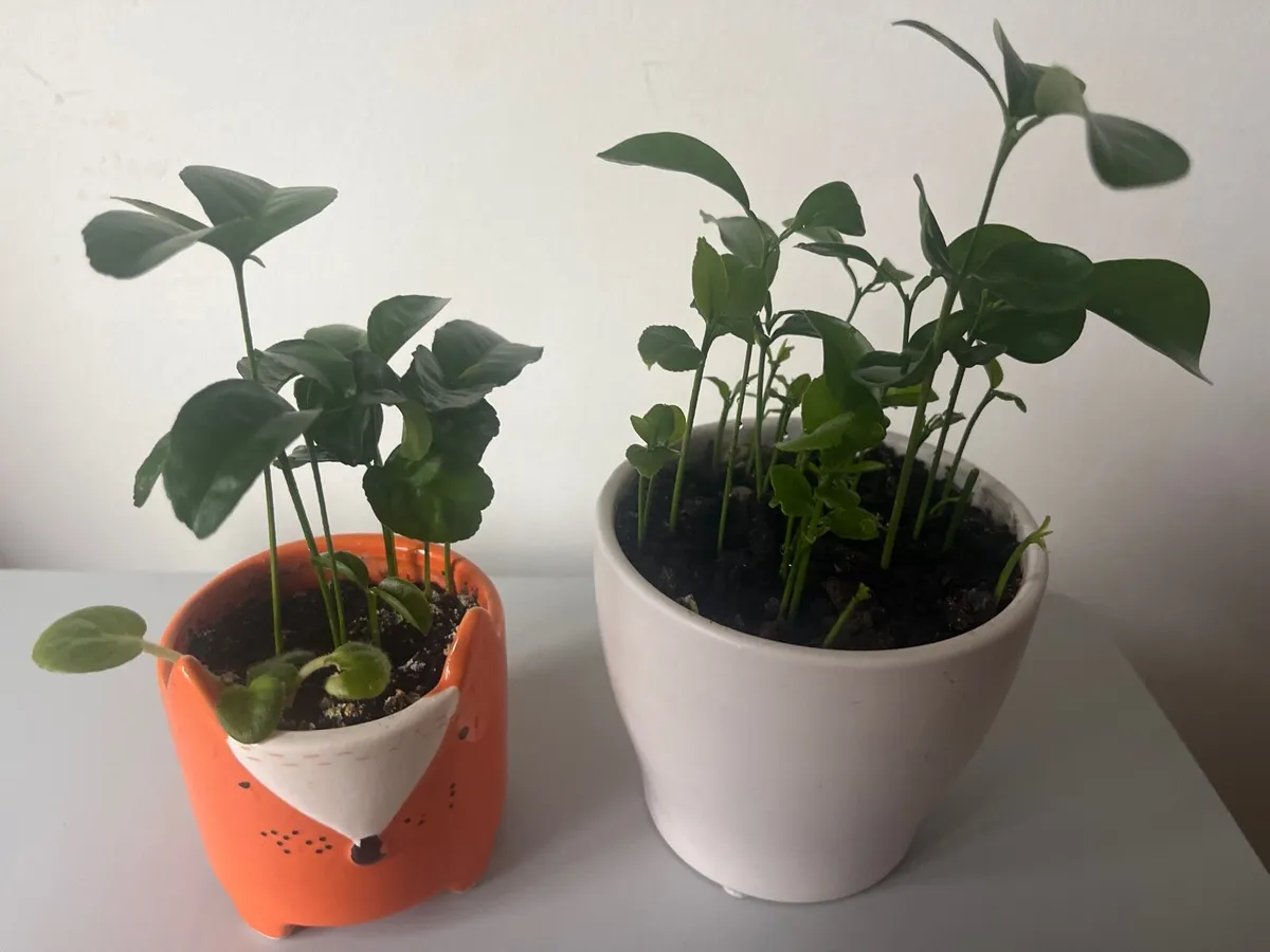 Two lemon plants - Image 2